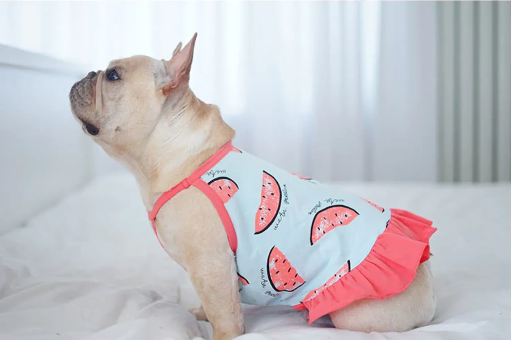 Watermelon Frenchie Shirt or Sundress
