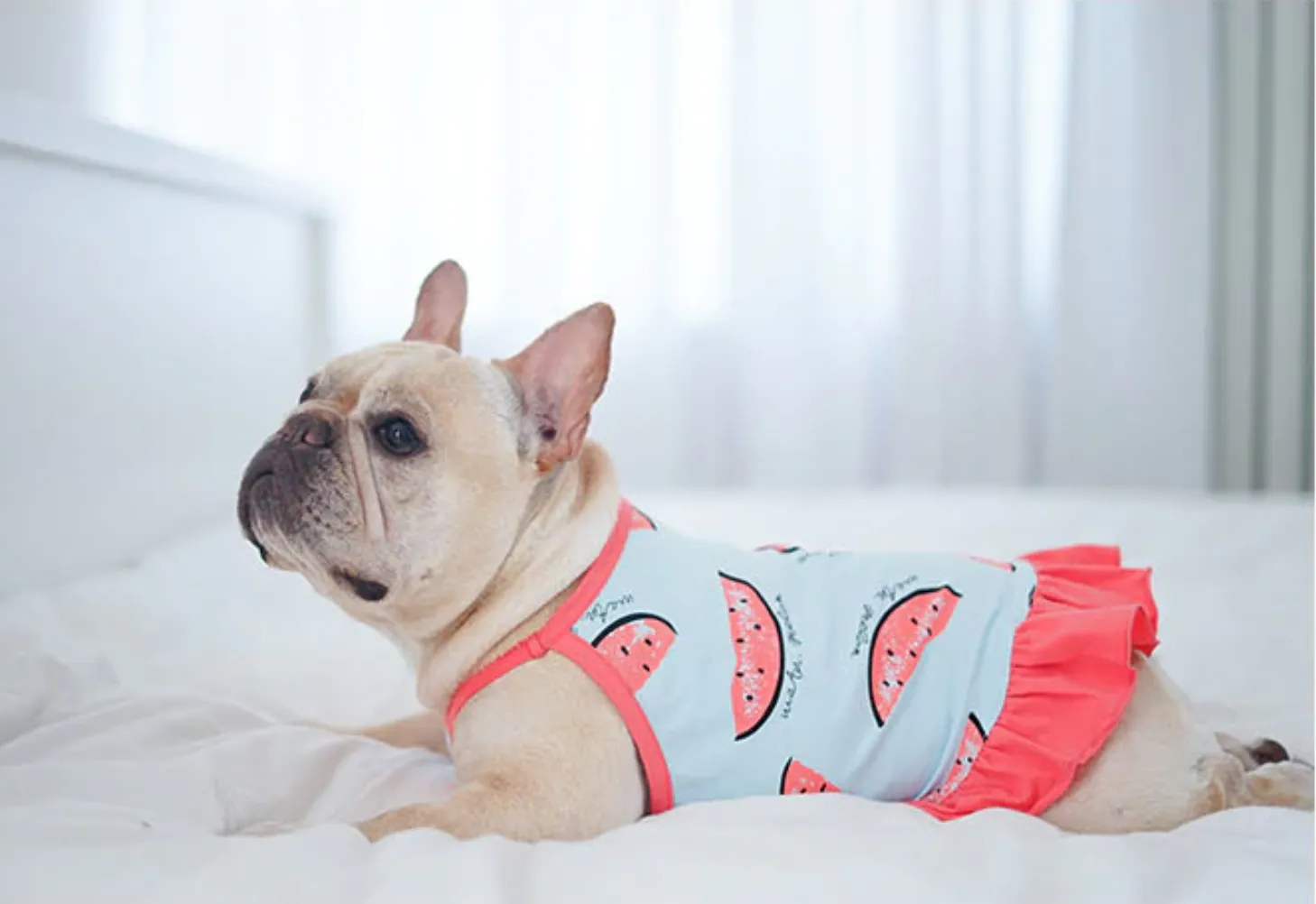 Watermelon Frenchie Shirt or Sundress