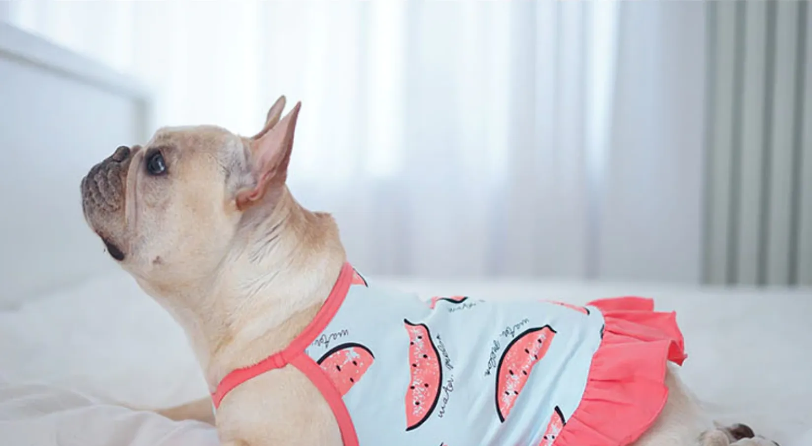 Watermelon Frenchie Shirt or Sundress