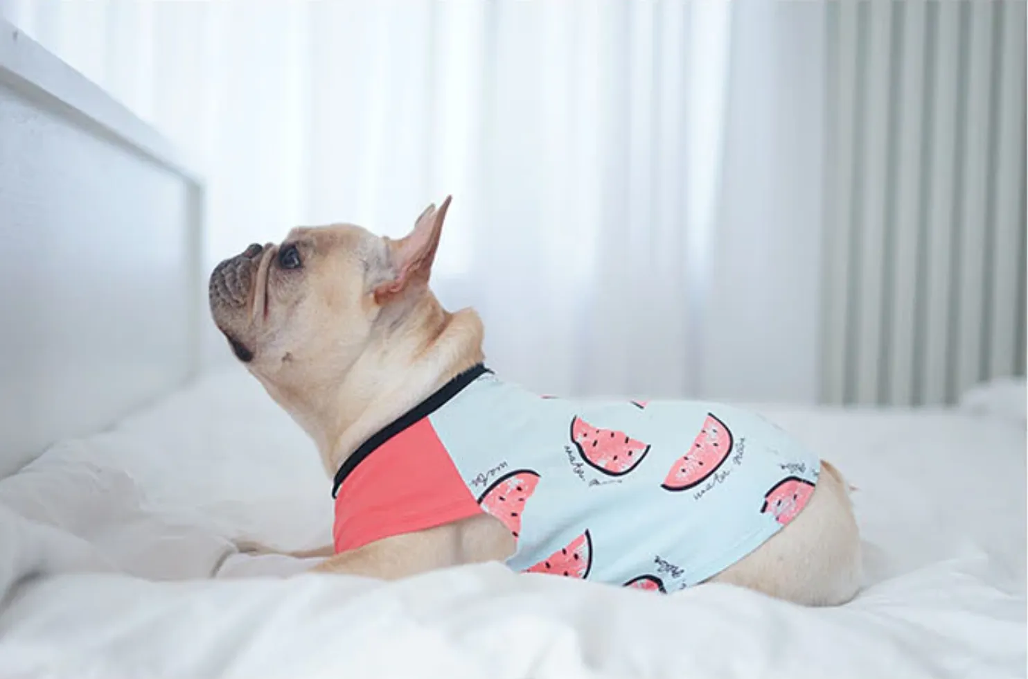 Watermelon Frenchie Shirt or Sundress