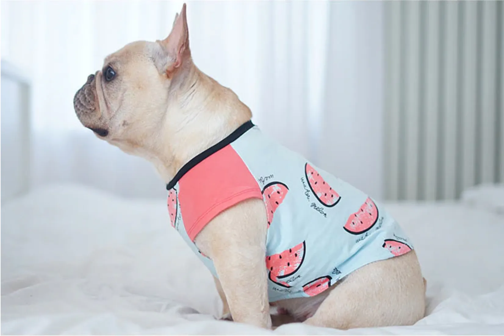 Watermelon Frenchie Shirt or Sundress